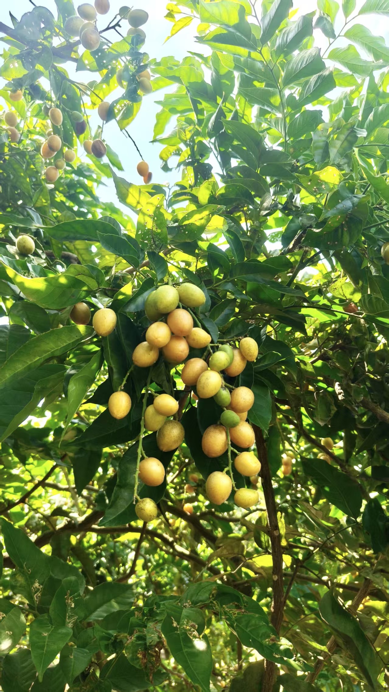 7月4日 🍒 三鄉仙蘿田園摘水果親子活動(上午場) - Image 2