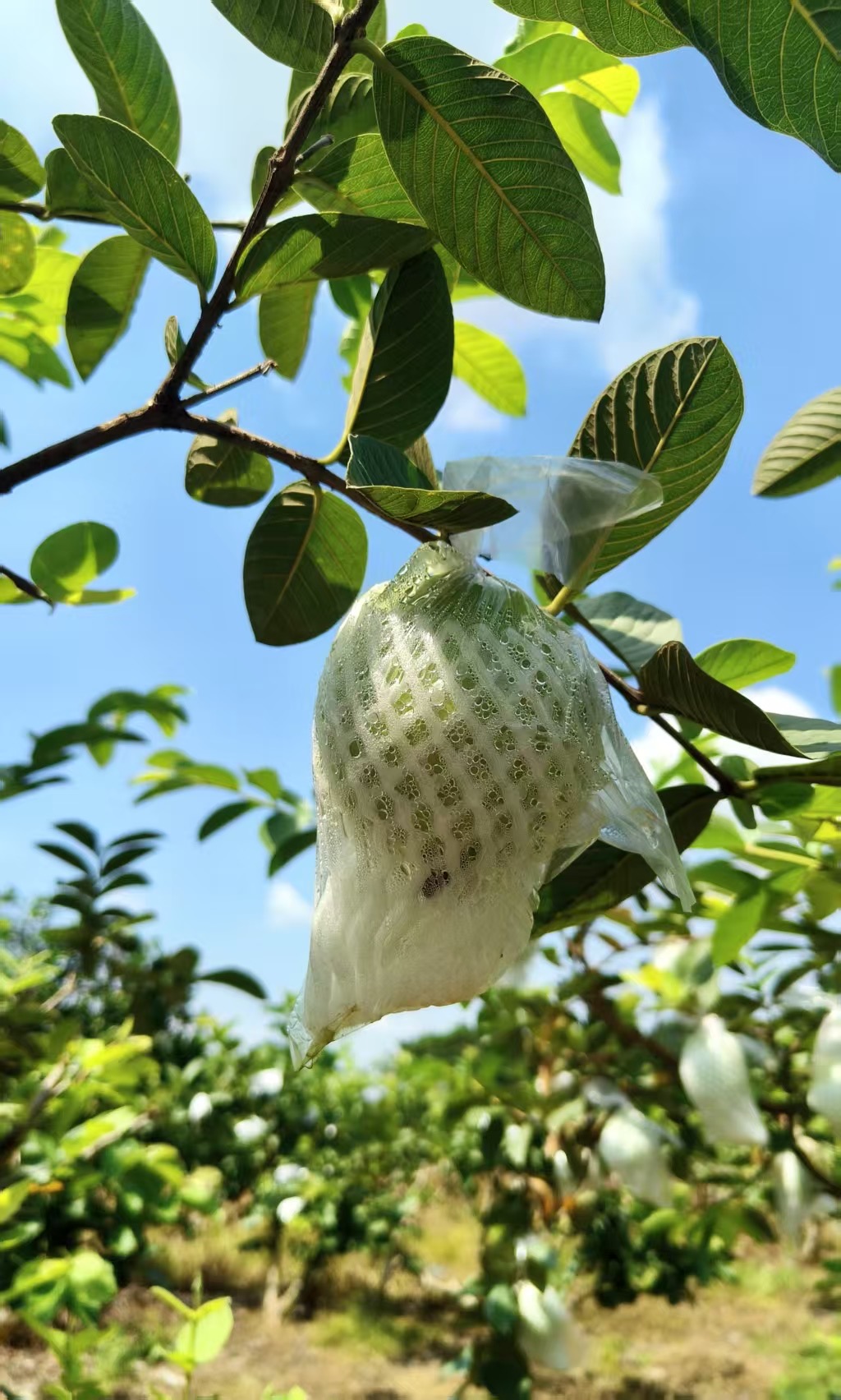 7月4日 🍒 三鄉仙蘿田園摘水果親子活動(上午場) - Image 3