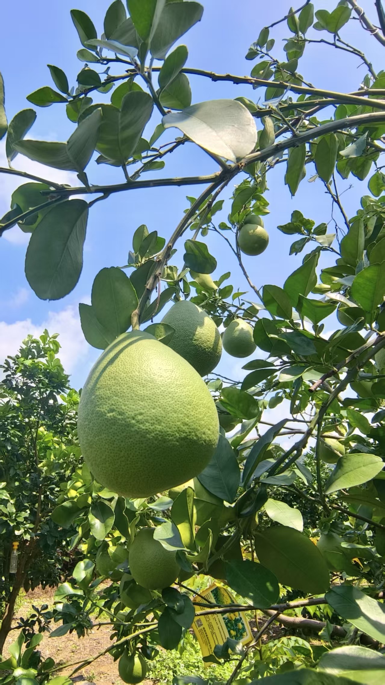 7月4日 🍒 三鄉仙蘿田園摘水果親子活動(上午場) - Image 4