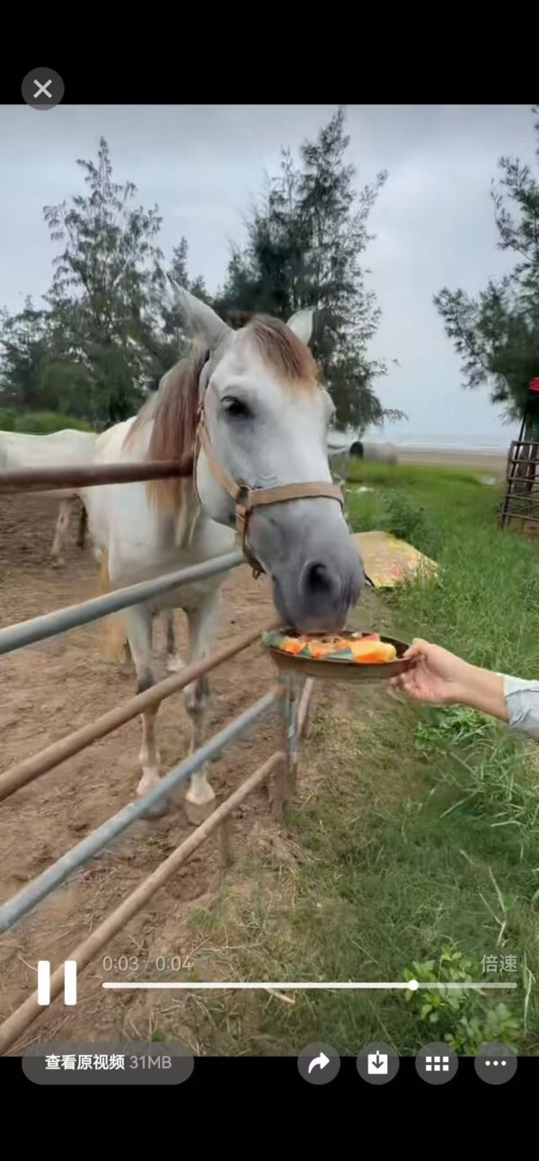 Alternative view of 7月4🏖️海邊親子騎馬研學活動🐴
