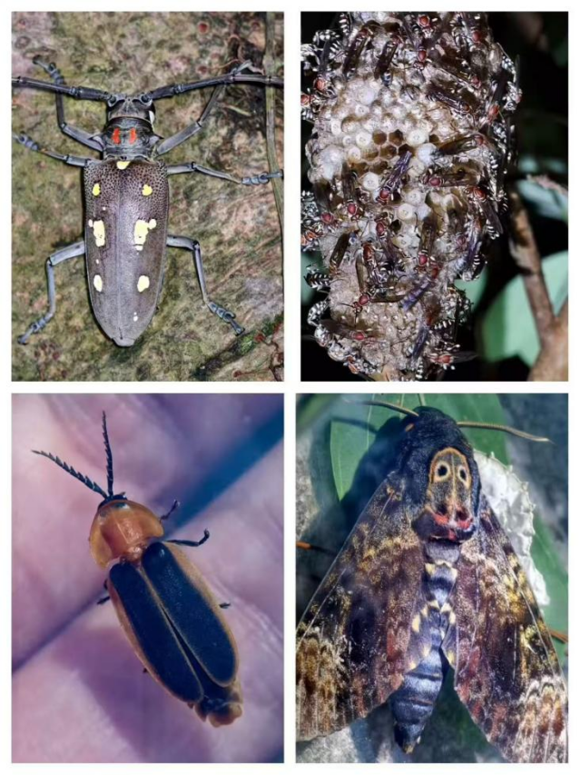 7月4 🐞 圓明新園夜觀昆蟲自然課 - Image 7