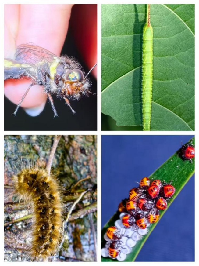 7月4 🐞 圓明新園夜觀昆蟲自然課 - Image 5