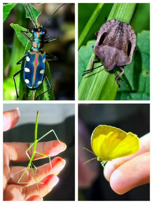 7月4 🐞 圓明新園夜觀昆蟲自然課 - Image 3